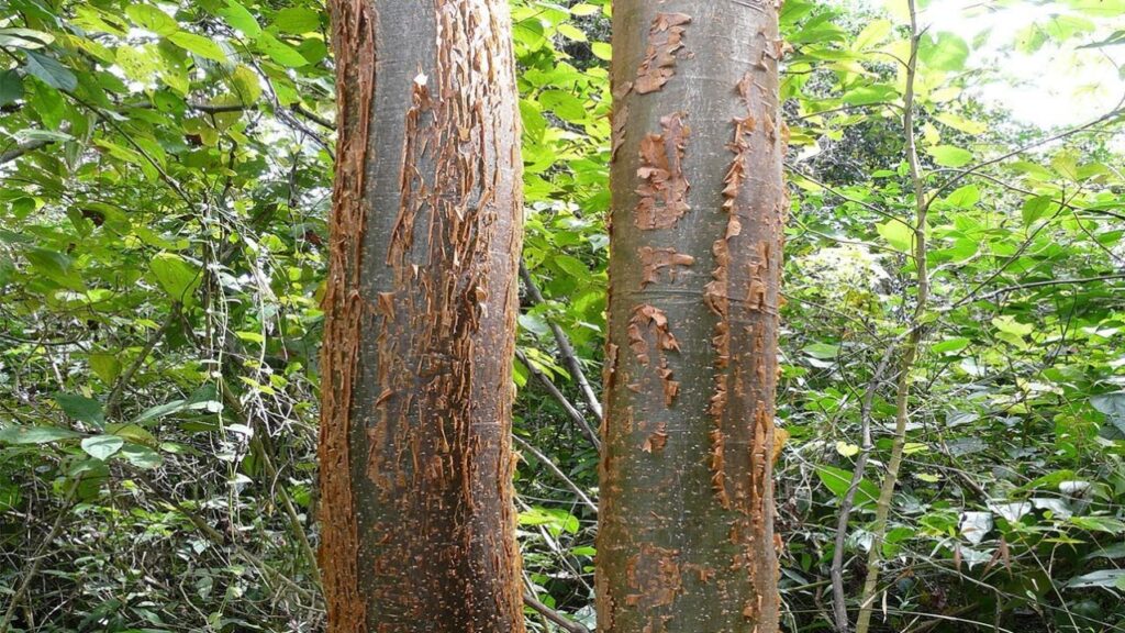 Chechén, el árbol tóxico