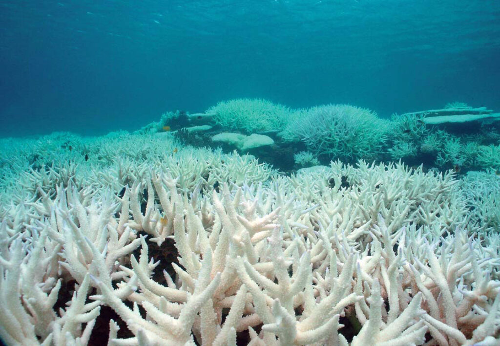 El  Blanqueamiento de los corales