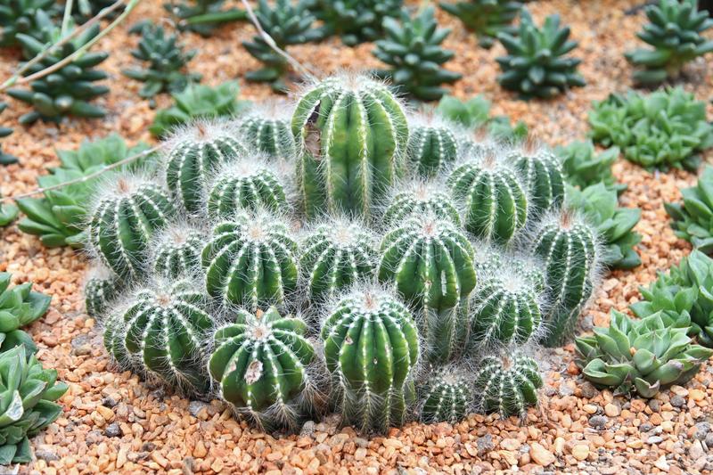 cactus little spiky green greenhouse garden 41368215