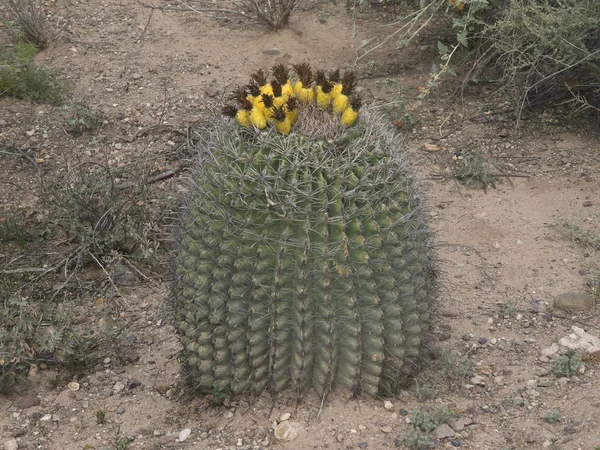 depositphotos 328775922 stock photo barrel cactus lots yellow fruit