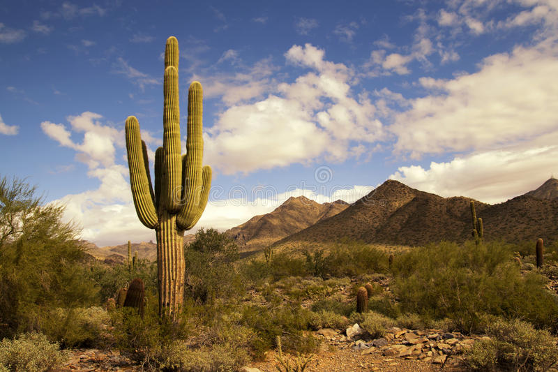 desert cactus mountains small bushes mcdowell hiking areas 46323350