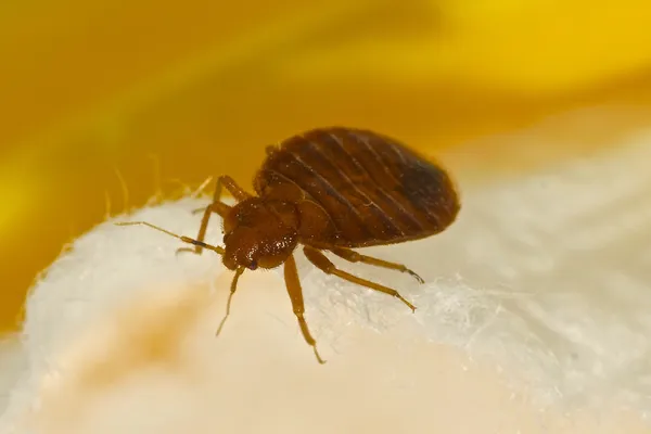 depositphotos 22778212 stock photo bed bug