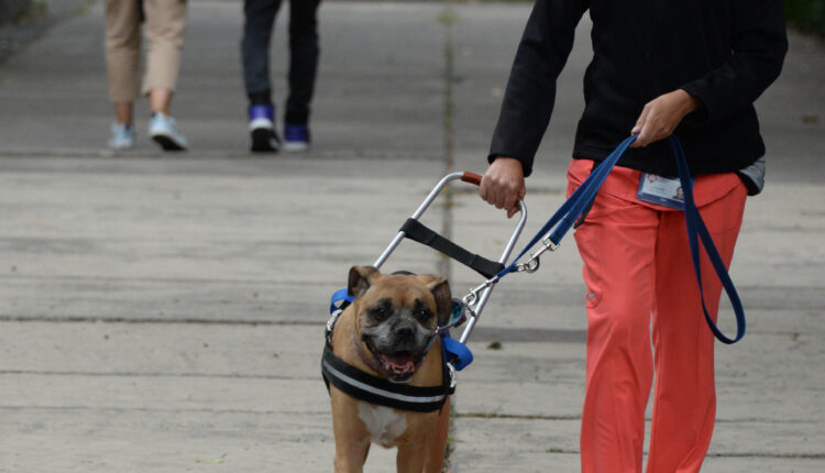 Falta empatía en la sociedad para apoyar a personas con un perro guía