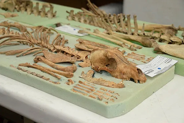 Elabora la UNAM un catalogo digital sobre esqueletos de peces y perros