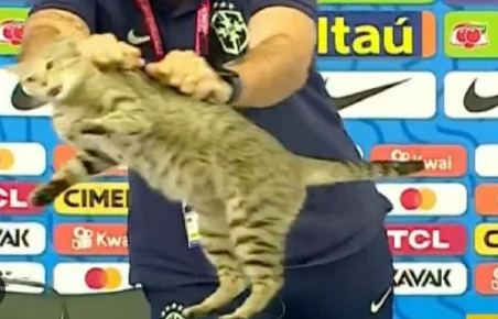 ¿La maldición del gato? Le 'llueven' memes a Brasil tras eliminación