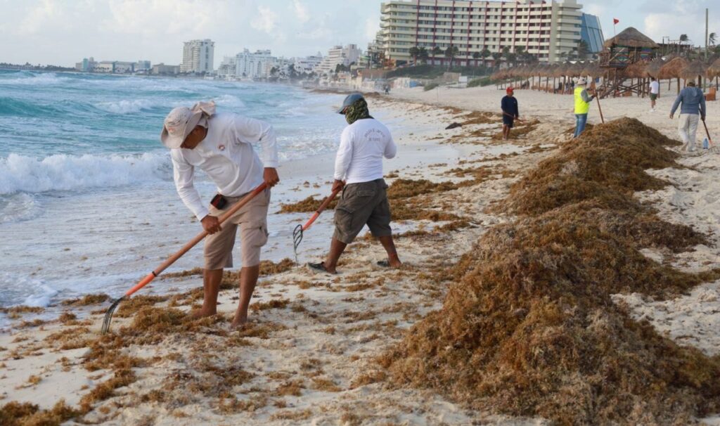 Supervisan trabajos de retiro de sargazo en las playas de Cancún