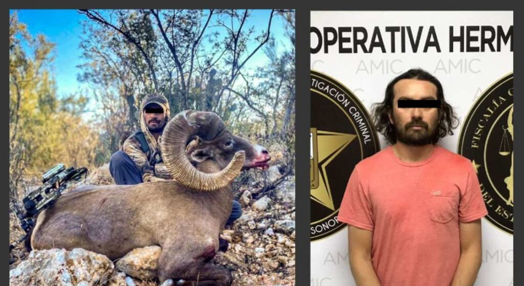 Detienen en Sonora a cazador peruano que mató a un borrego cimarrón