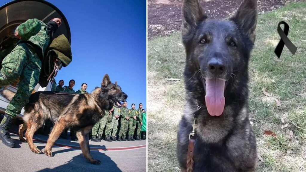 Proteo, perro rescatista que murió en Turquía, tendrá un monumento en Estambul