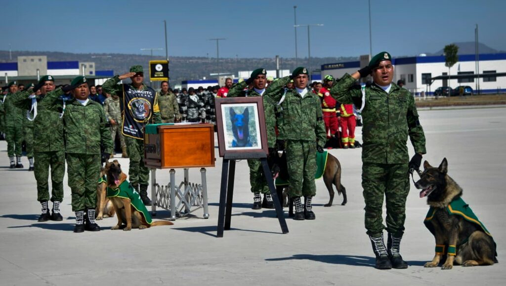 Rinden homenaje a Proteo, perrito rescatista que murió en Turquía