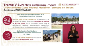 Tren Maya: Rescatan más de 2 ejemplares de fauna y 51 mil plantas en Tramo 5 sur 