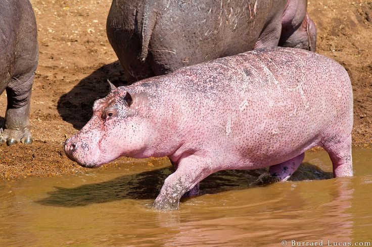 Características de los hipopótamos rosas