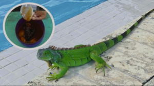 VIRAL: Papás chiapanecos mandan iguanas de lunch a sus hijos en el kinder
