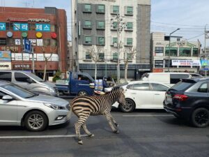 Cebra escapa del Gran Parque Infantil de Seul y causa caos en calles VIDEO