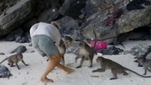 Familia Youtuber atacada por monos en sus vacaciones VIDEO 3