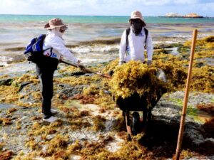Gobierno de Solidaridad intensifica limpieza del sargazo en playas 2