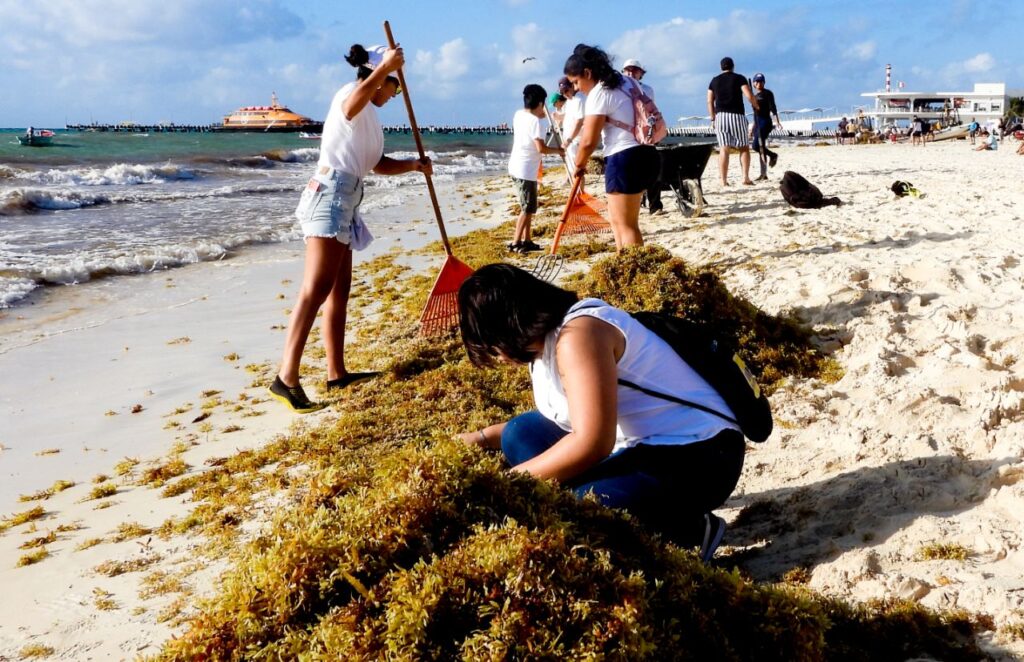 Gobierno de Solidaridad intensifica limpieza del sargazo en playas
