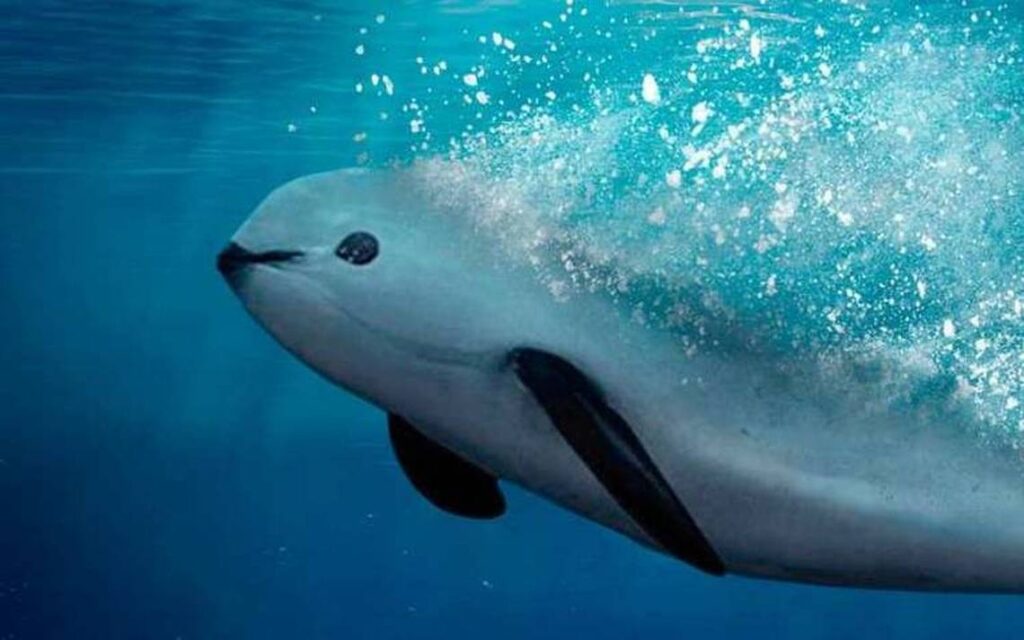 Semar destaca inspecciones de protección a la Vaquita Marina en México