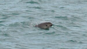 Semar destaca inspecciones de proteccion a la Vaquita Marina en Mexico 3