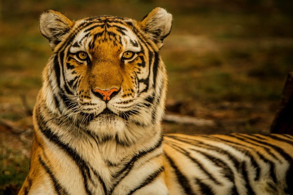 Tigre de bengala es robado en Hermosillo