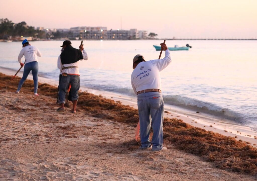Trabajan para mantener playas de Solidaridad limpias de sargazo
