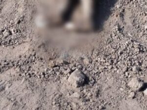 Hallan cadáver de niña semi enterrado en Guasave, Sinaloa