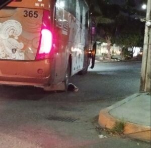 Chófer de autobuses del Valle atropella y mata a una persona en la ruta 5