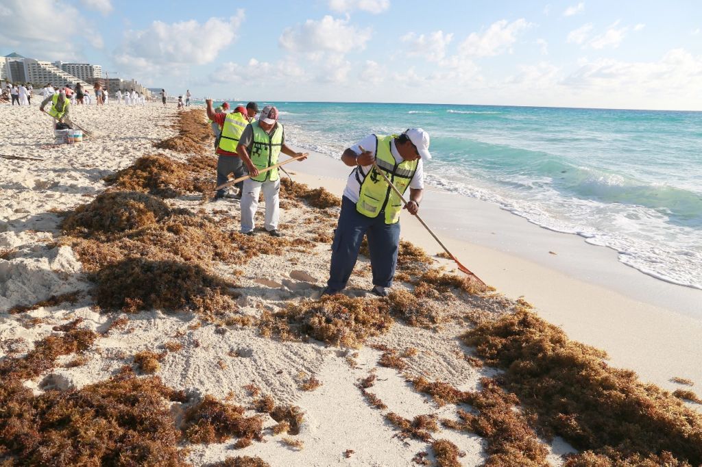 Aprueban alianza para recolección de sargazo en Cancún