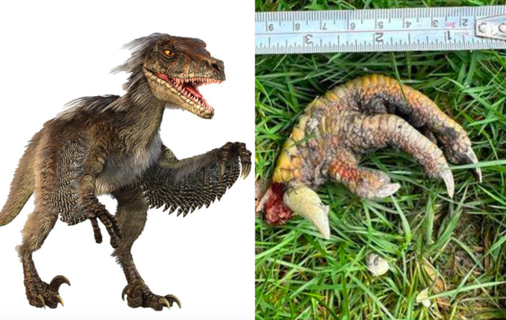 VIRAL: Mujer encuentra ‘garra de dinosaurio’ en su patio en Reino Unido