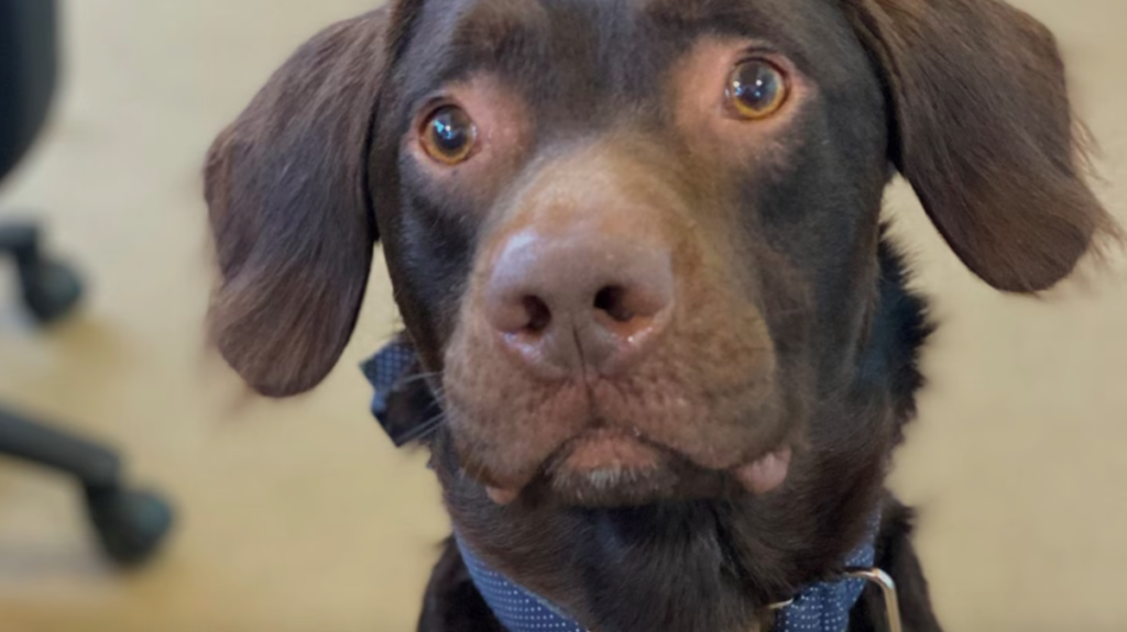 Viral: Coco, el primer perro alcohólico que será tratado por su adicción en EE.UU.