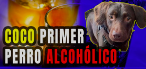 Viral: Coco, el primer perro alcohólico que será tratado por su adicción en EE.UU.