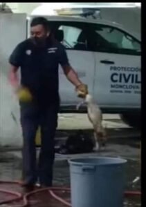 Denuncian a bomberos de Monclova por matar perros callejeros de forma brutal