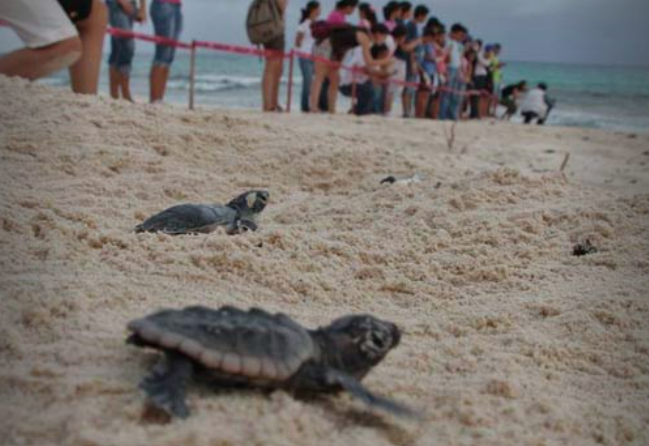 Gobierno de Solidaridad aumenta esfuerzos para la protección de tortugas