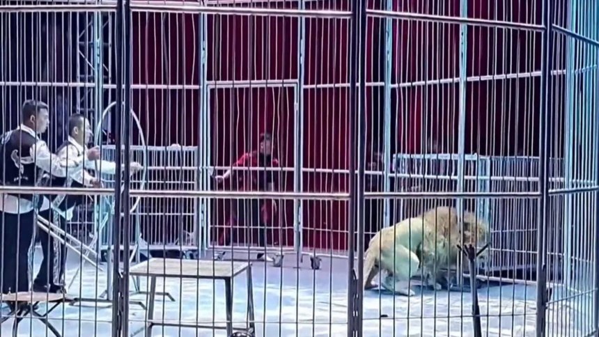 De terror! Captan momento donde dos leones se escapan de circo en China (VIDEO)