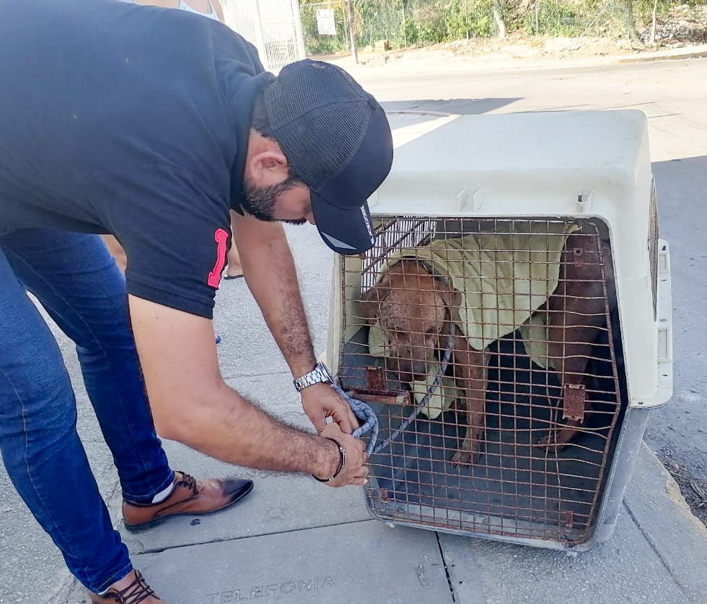 Lili Campos aplica la primera sanción por maltrato animal en Solidaridad