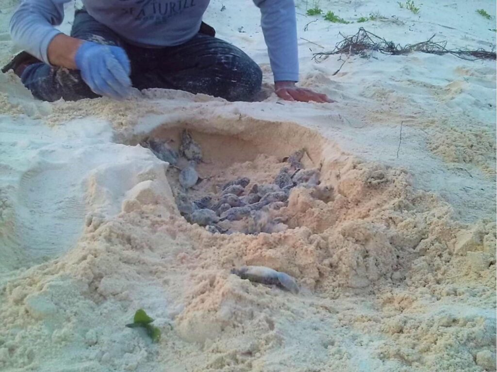 Punta Sur registra los primeros nidos de tortugas