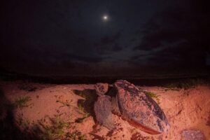 Punta Sur registra los primeros nidos de tortugas