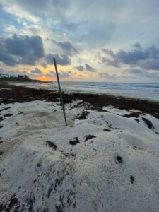 Punta Sur registra los primeros nidos de tortugas