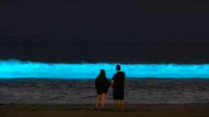 Descubre el mágico fenómeno de la luminiscencia en la Isla de Holbox