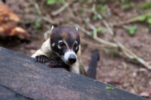 Descubre al Coatí Isleño: La hermosa especie endémica de Cozumel