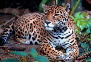 Conoce las especies endemicas de Quintana Roo