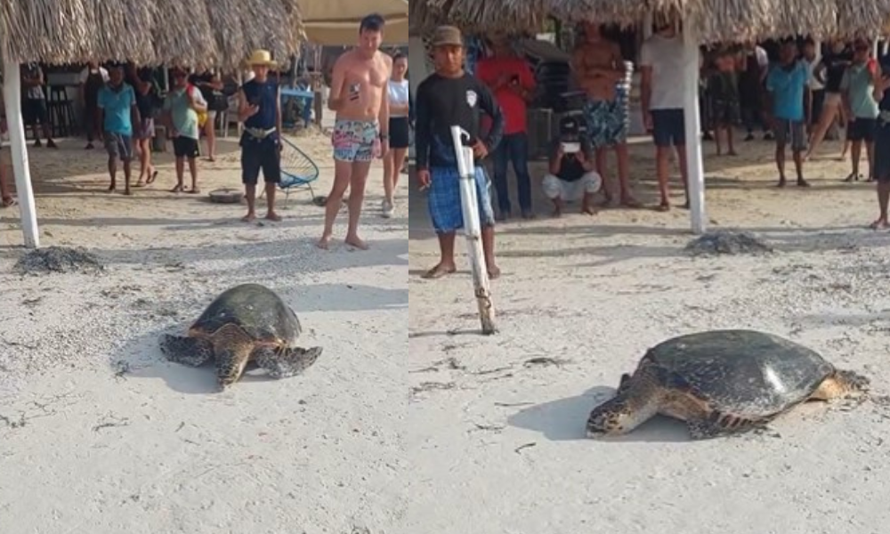 Turistas hostigan a tortuga que llegaba a playas de Holbox a anidar
