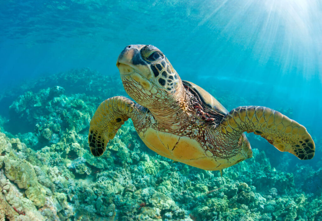 Especies de tortugas marinas en peligro de extinción en México.