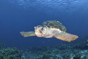 Especies de tortugas marinas en peligro de extincion en Mexico caguama