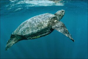 Especies de tortugas marinas en peligro de extincion en Mexico laud
