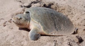 Especies de tortugas marinas en peligro de extincion en Mexico lora