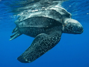 Especies de tortugas que anidan en Quintana Roo 1
