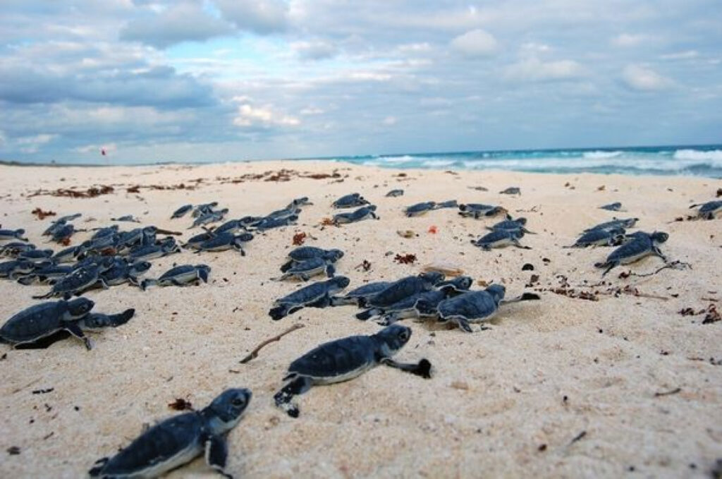Especies de tortugas que anidan en Quintana Roo