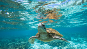 Especies de tortugas que anidan en Quintana Roo