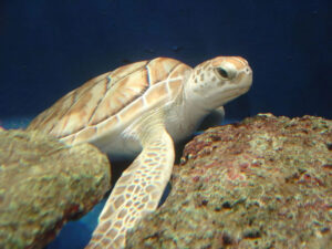 Especies de tortugas que anidan en Quintana Roo blanca