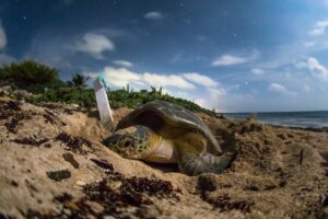 Especies de tortugas que anidan en Quintana Roo caguama